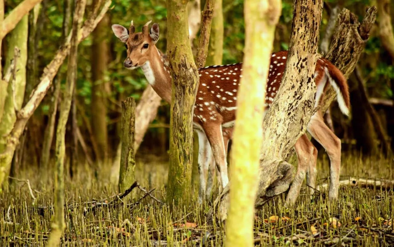 Spotted deer among mangrove trees in the Sundarbans
